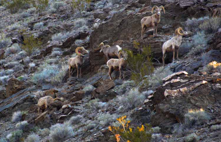 bighorn sheep